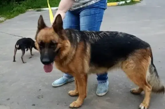 Найдена собака в Раменском, контактная