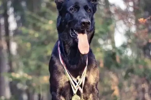 Пропала собака Бона в лесу у Кубинки-10, Одинцовский р-н