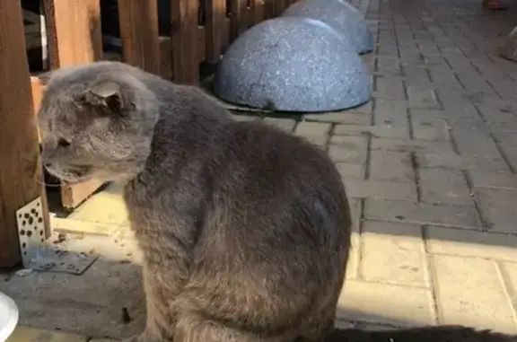 Найден кот в Сочи, ищем хозяина