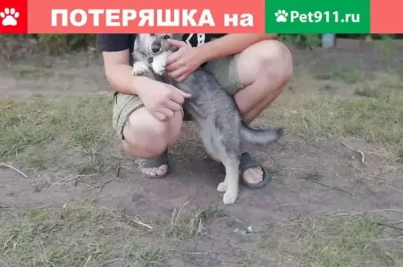 Собаки потеряшки, Белгород, фото: Потеряшка собака Ева в пос. Северный, Белгородская обл.