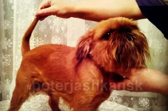 Пропала собака Жан и Нафаня в Ленинском районе Новосибирска