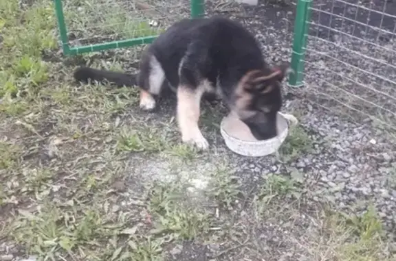 Собаки потеряшки, Барнаул, фото: Потеряшка немецкая овчарка на Солнечной поляне, вознаграждение.