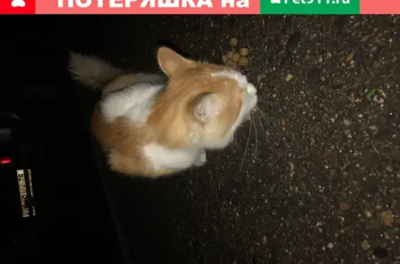Найдена кошка на Красноармейской, Чита