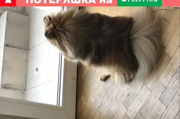 Собаки потеряшки, Калининград, фото: Потеряшка рыжая шпиц-девочка на Ладожской улице