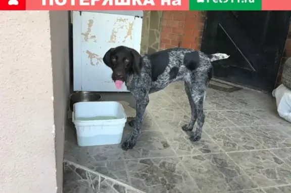 Найдена собака в Шахтах на ул. Победы Революции