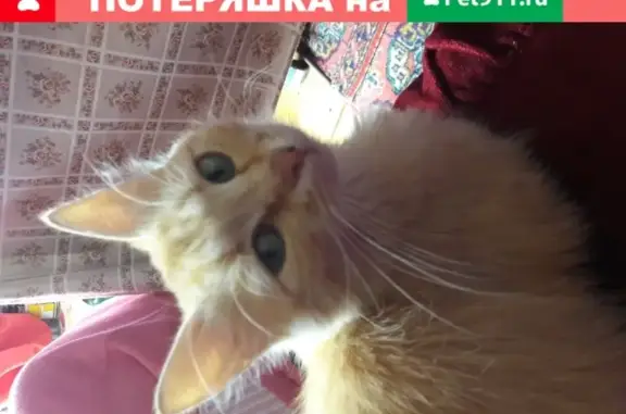 Найдена кошка в СНТ Просвещенец-2, Саратов