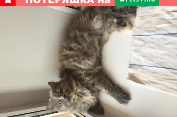 Найдена кошка в плохом состоянии в Саранске