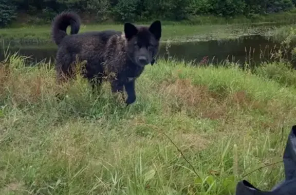 Собаки потеряшки, Нижний Новгород, фото: Потеряшка собака Волчок на Щелоковской улице