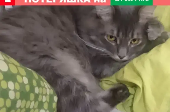 Кошки потеряшки, Москва, фото: Потеряшка серая кошка в Дудкино-2, Москва (40)