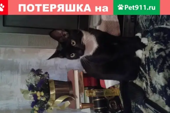 Пропала кошка Мальчик на улице Ермолова, 141