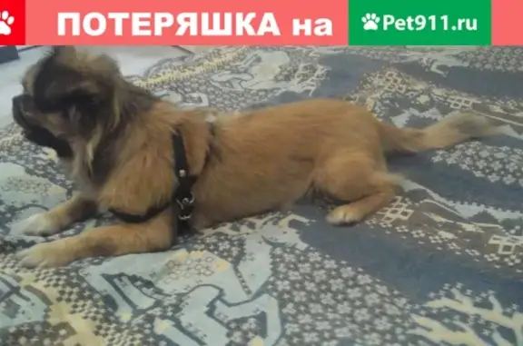 Найдена собака на ул. Толбухина, Краснодар