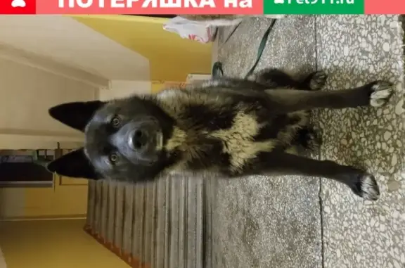 Собака с маской на пл. Минина и Пожарского, Нижний Новгород