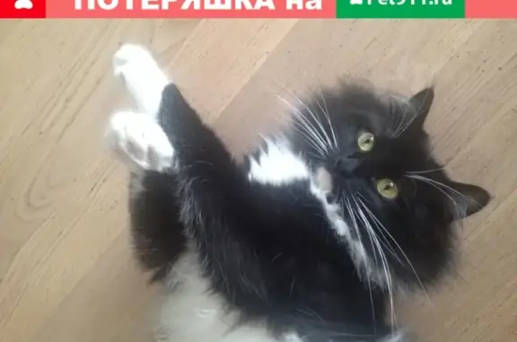 Пропала кошка с ошейником в Щёлково: Теннисная, 10