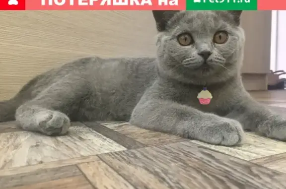 Пропала британская кошка на улице Крымских партизан (Джанкой)