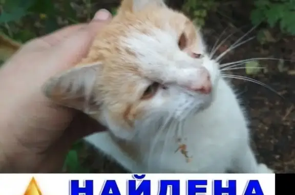 Найден котенок в Раменском СНТ