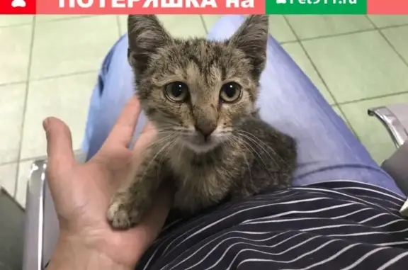 Найдена ласковая кошка-котенок в Москве