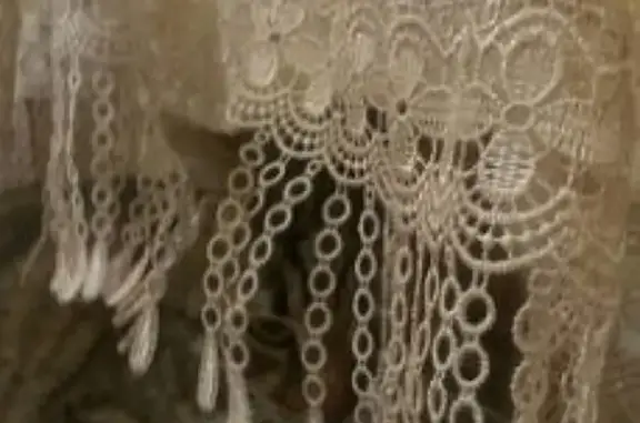 Кошки потеряшки, Москва, фото: Потеряшка кошка по адресу 4-й Рощинский пр 8, Москва