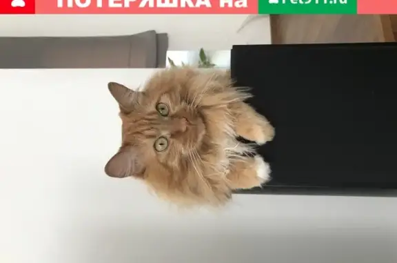 Пропал кот Лео, курильский бобтейл, Новосибирск