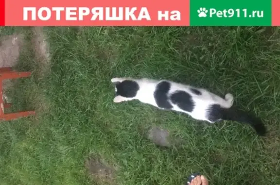 Найдена домашняя кошка в Бугачево, Красноярск