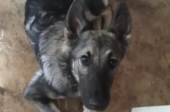 Найдена собака возле ленты на Мира в Томске