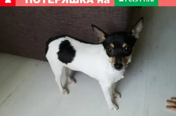 Пропала собака в Балашихе - помогите найти!