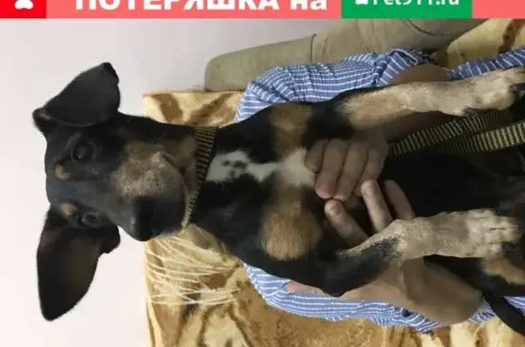 Собака Такса найдена на Жулебинском бульваре, д.5