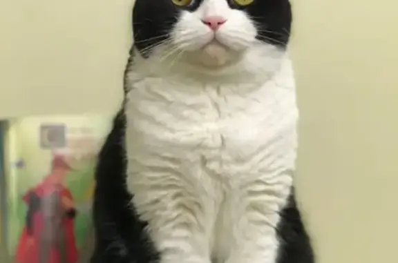 Потерянные животные Москва, фото: Пропала кошка Мотя на ул. Милашенкова, Москва