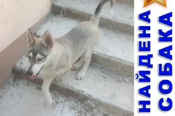 Собака и щенок хаски найдены в Новороссийске