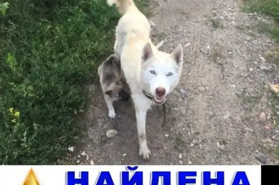 Найдена собака в Емельяново, щенки в ошейнике.