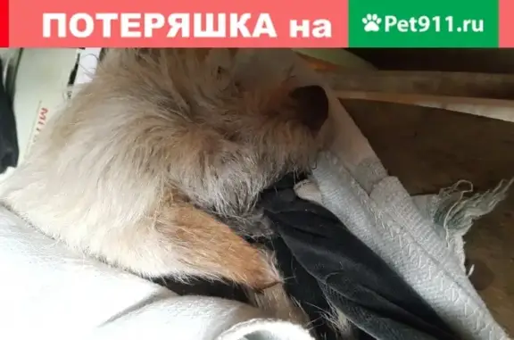 Найдена маленькая собачка ул. Курильская, Владивосток