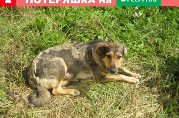 Собака найдена в Смоленске, Индустриальная улица, 2.