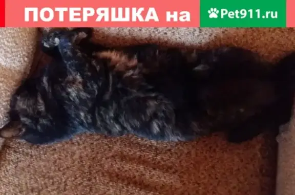Пропала чёрная кошка в Казани, район ост. Искра, откликается на Масю