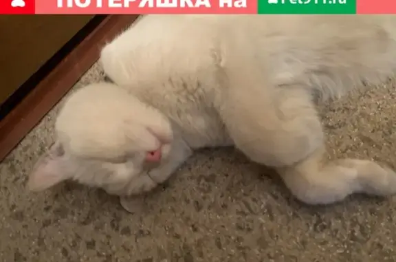 Найден белый кот на Михалковской, дом 5