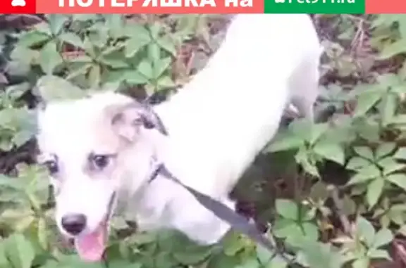 Собаки потеряшки, Липецк, фото: Потеряшка собака Мухтар в районе магазина на ул. Доватора, помогите найти!