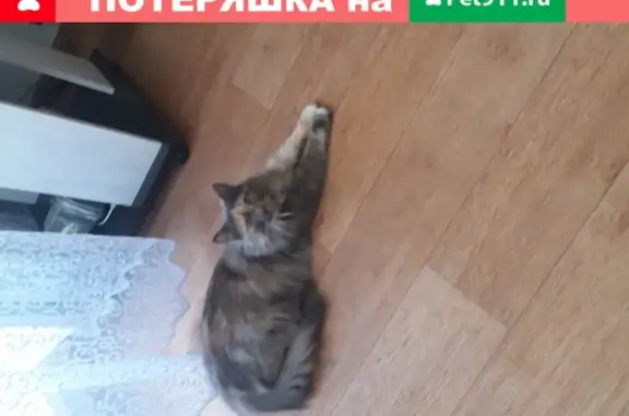 Пропала кошка в Ульяновске, звоните 89510957571
