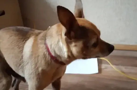 Собака Чихуахуа найдена в Пучково, Москва.