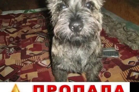 Пропала собака в Тверской области, вознаграждение за находку.