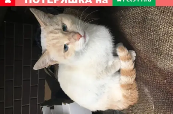 Найдена кошка в Красково, 10 августа