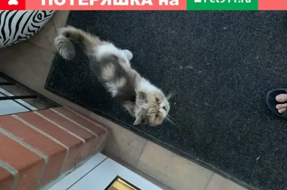 Найдена персидская кошка на 20-м переулке