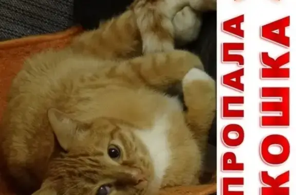 Кошки потеряшки, Лесной Городок (Москва и Московская обл.), фото: Потеряшка кошка, вознаграждение! (адрес не указан в тексте)