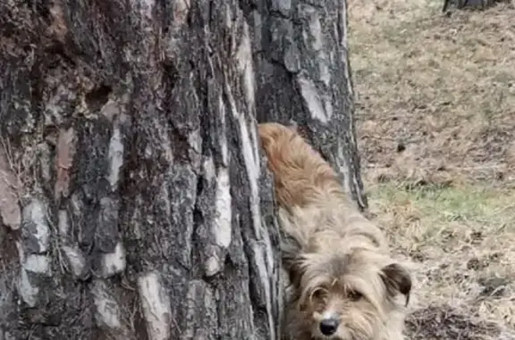 Собака найдена возле деревни Санаторная в лесу