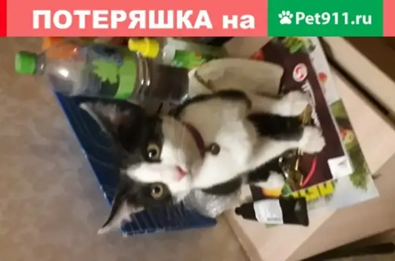 Найдена черно-белая кошка с ошейником в Казани