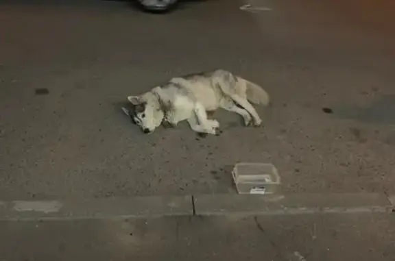 Собака Хаски найдена в Темернике, Ростов-на-Дону.