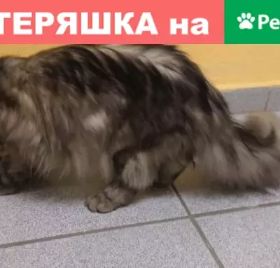 Найден молодой кот в Реутове на ул. Гагарина