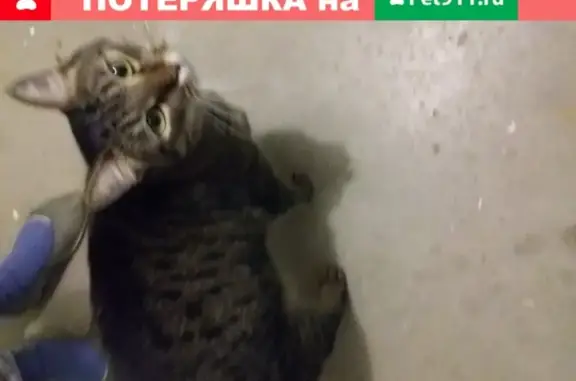 Найдена домашняя кошка на ул. Университетская набережная в Челябинске