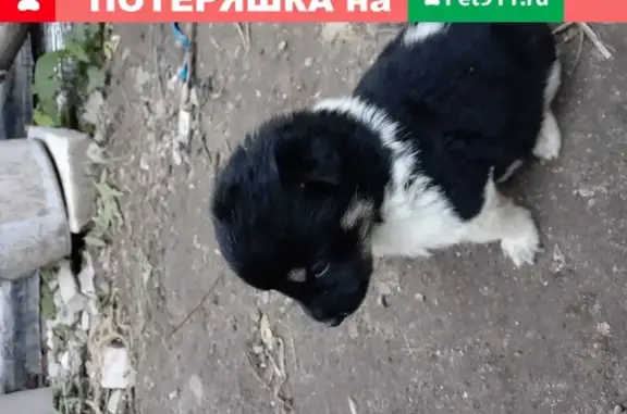 Найдены щенки в Саратове