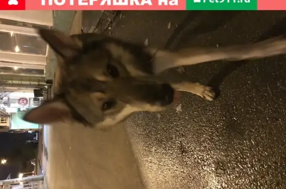 Найдена собака с ошейником на ул. Пионерской, Казань