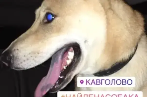 Найдена дружелюбная собака в Санкт-Петербурге