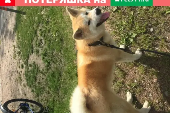 Пропала собака Мото на ул. Репищева 15к3