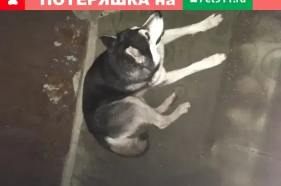 Потерянная собака бегает по ул. Шахтеров, Новомосковск